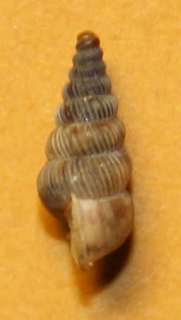 Cochlostoma sloveni